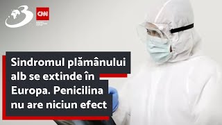 Sindromul plămânului alb se extinde în Europa Penicilina nu are niciun efect  Simptomele la care s [upl. by Ymerrej]