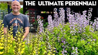 Baptisia The Ultimate LowMaintenance Perennial [upl. by Daphie571]