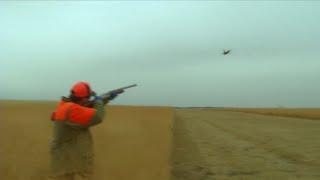 South Dakota Pheasant Hunting Season [upl. by Ahsiken]