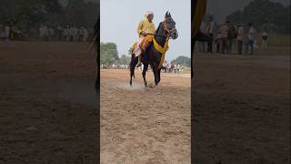 Tekari horse race 🔥 sawar sambhu chacha ka rha jalwa [upl. by Emmalee]