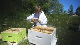 Artisans de la ruche  Apiculture en ville à Québec [upl. by Corbie]