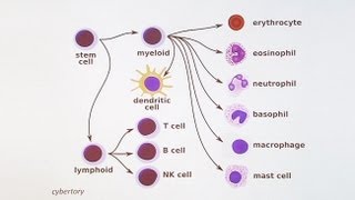 Immunology 101 The Basics and Introduction to our Patient [upl. by Bibbye]