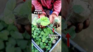 Plant 1 Male for 9 Female Pointed Gourd Plants shorts [upl. by Kirstin]