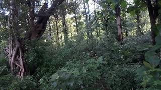 TIGER ROARS AT JIM CORBETT NATIONAL PARKLOUD [upl. by Avis210]