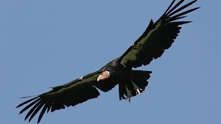 California condors [upl. by Sid]