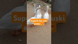 Super star youtubeshorts goose viralshort shots lovestatus [upl. by Sibell]