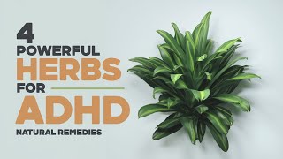 4 Powerful Herbs for ADHD Natural Remedies adhd adhdkids add automobile herbs naturalremedies [upl. by Sass152]