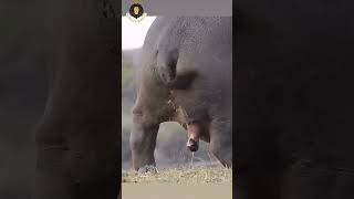 Hippos Deadly Poop Attack Run or Die [upl. by Norval]