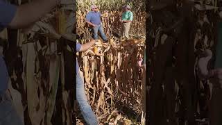 🌽 Farmer checks the moisture  health of his corn farming [upl. by Zurn]