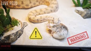 Venomous Snakes Euthanising Prey  WARNING LIVE FEED [upl. by Yddor807]