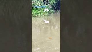 A Great Egreta diving Cormorant and a Wild Duck in Louisiana nature birds shorts bayou [upl. by Tillion498]