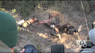 Hyena Tries to Steal Waterbuck from Wild Dogs [upl. by Ardnoid204]