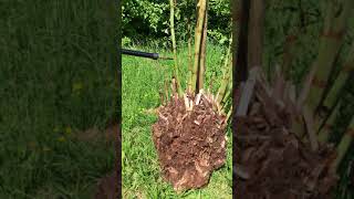 ROOTWAVE DEMO 180607  Japanese knotweed [upl. by Millard]