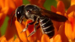 Leaf cutter bee gathering  eating pollen  nectar [upl. by Holbrook]