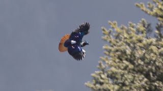 Some birds from Sela Pass Arunachal Pradesh India [upl. by Zillah]