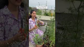 Grow your own cut flowers gypsophila cutflowers growflowers gardenshorts shortsindia garden [upl. by Valtin]