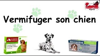 Vermifuger son chien [upl. by Ahtebbat]