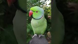 Didi ka titu betushortsviralvideo tituparrot birds funny [upl. by Adnol50]