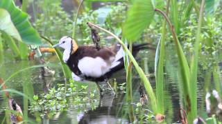 Pheasanttailed jacana [upl. by Lraed]