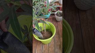 Repotting of oleander  kaner plant repotting update 16balconygarden repotting oleander [upl. by Peterus]