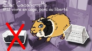 StarCacahouette 12 cage parc et laisser vivre un cochon dInde en liberté [upl. by Natal]