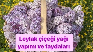 Cilt kırışıklığına iyi gelen ve saç çıkaran Leylak yağı yapımı ve Leylak çiçeği faydaları [upl. by Senecal]