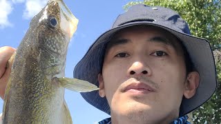 walleye in wabamun lake shore fishing [upl. by Assirec]