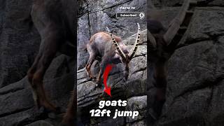 Shocking Baby Goats Unbelievable Jump [upl. by Lladnik]