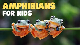 Amphibians for Kids  What is an amphibian Learn the characteristics of amphibians [upl. by Hoem]