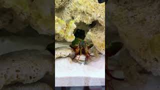 Mantis Shrimp Packs a Punch [upl. by Stormi]