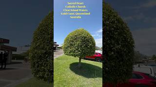 Sacred Heart Church Clear Island Waters Gold Coast Australia shorts youtubeshorts trending [upl. by Naesal]