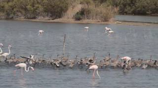 Fenicotteri alla Riserva naturale Saline Priolo Sr gestita dalla Lipu [upl. by Ennaear]