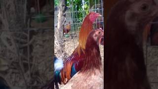 Gallinas finas shortviral [upl. by Geiss285]