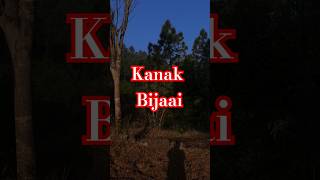 Bij li kanak farming farmlife kasauli fyp [upl. by Burleigh]