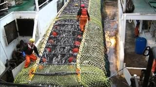 Pollock Fishing in the Bering Sea Alaska [upl. by Ellerrad]