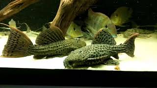 Pseudacanthicus spinosus L96  L160 pleco feeding close up [upl. by Alphonso296]