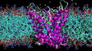 Potassium channel in membrane [upl. by Annai]