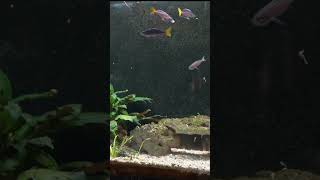 Cyprichromis leptosoma attacking the new Aquarium Coop Magic Feed [upl. by Eidnahs]