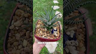 Haworthia Attenuatasuculenta de interior 💚💚amorporlasplantas ymás suculentadeinterior [upl. by Hinman]