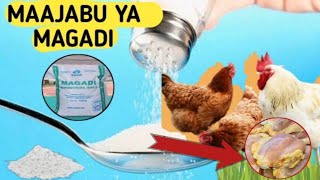 USINUNUE TENA DAWA ZA KUKU TUMIA MAGADI CHUMVI KUTIBU KUKUufugaji wa kuku poultry farm in Kenya [upl. by Hairahcaz]