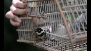 Cinnamonrumped seedeater Sporophila torqueola [upl. by Narut]