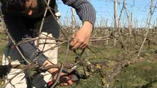 Taille de la vigne par vinimediafr au Domaine les Grandes Vignes [upl. by Phineas655]