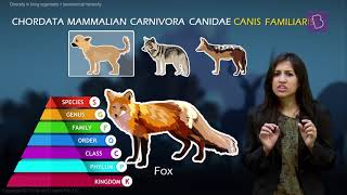 Taxonomy and Taxonomic Hierarchy Biological Classification of Living Things [upl. by Okoyik65]