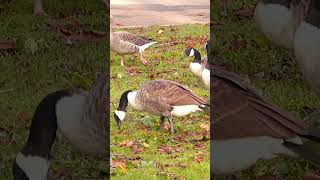 Greylag goose photobombing Canada geese party [upl. by Refynnej171]