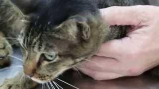 A stray cat lost her voice for 4 days [upl. by Lavoie]