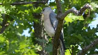 Levant sparrowhawk Accipiter brevipes Σαΐνι [upl. by Topper476]