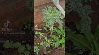 Rutabaga update 😁 autumngarden garden youtubeshorts [upl. by Dagney751]