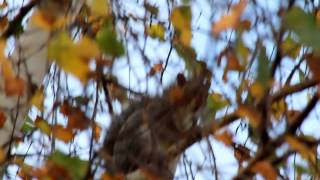 Squirrel Screeching up a tree  Animal Behaviour [upl. by Aivila879]