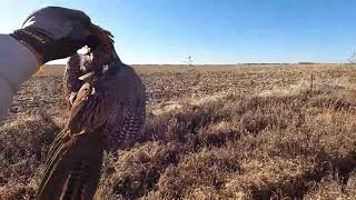 South Dakota Pheasant Hunt 111824 [upl. by Brena]