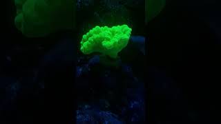 caulastrea hulk greeeenn reeftank viral reels reef reeftank saltwaterfishtank [upl. by Scrivings]